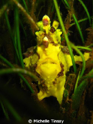 Frog fish on sea grass - Dauin Negros Oriental by Michelle Tinsay 